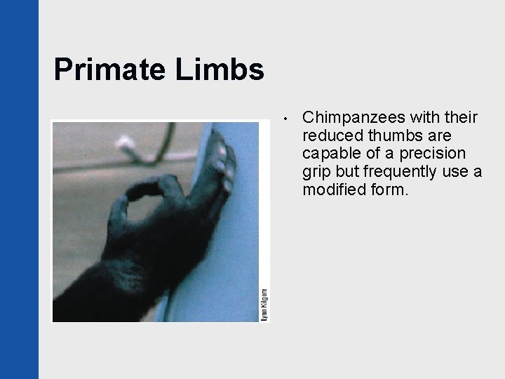 Primate Limbs • Chimpanzees with their reduced thumbs are capable of a precision grip