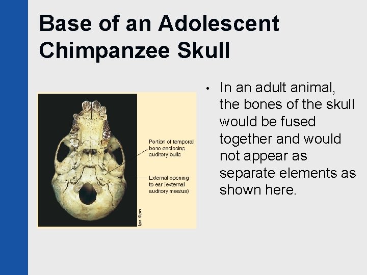 Base of an Adolescent Chimpanzee Skull • In an adult animal, the bones of