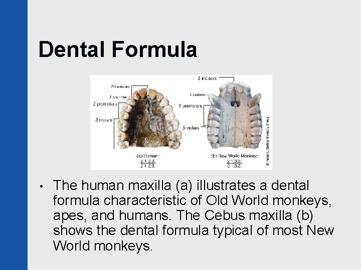 Dental Formula • The human maxilla (a) illustrates a dental formula characteristic of Old