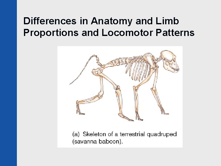 Differences in Anatomy and Limb Proportions and Locomotor Patterns 