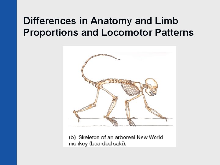 Differences in Anatomy and Limb Proportions and Locomotor Patterns 