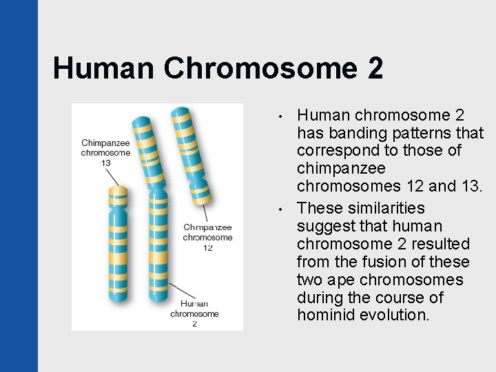 Human Chromosome 2 • • Human chromosome 2 has banding patterns that correspond to