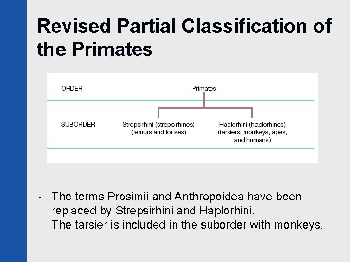 Revised Partial Classification of the Primates • The terms Prosimii and Anthropoidea have been