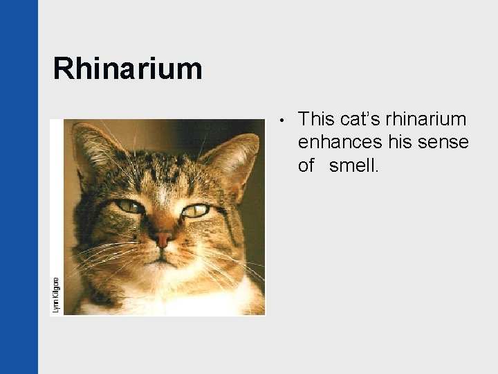 Rhinarium • This cat’s rhinarium enhances his sense of smell. 