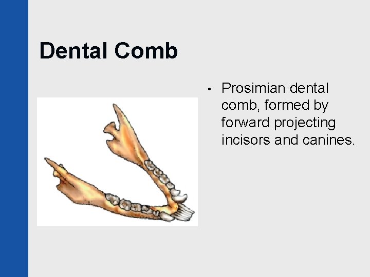 Dental Comb • Prosimian dental comb, formed by forward projecting incisors and canines. 