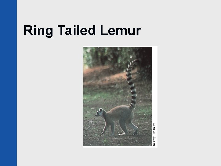 Ring Tailed Lemur 
