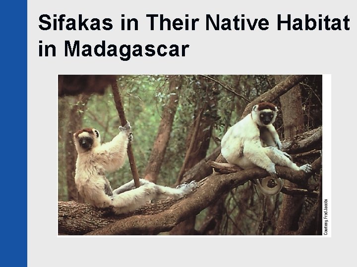 Sifakas in Their Native Habitat in Madagascar 