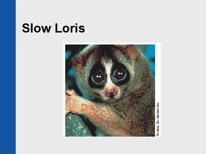 Slow Loris 