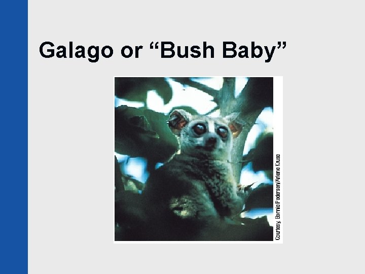 Galago or “Bush Baby” 