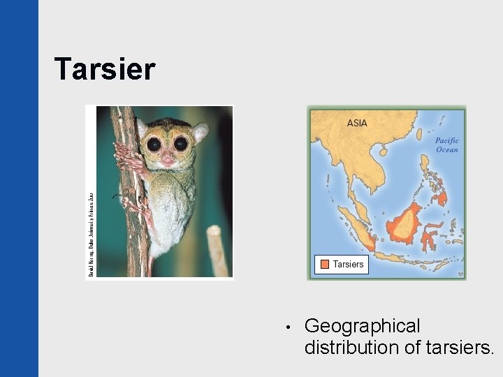 Tarsier • Geographical distribution of tarsiers. 