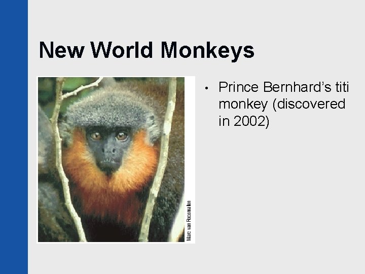 New World Monkeys • Prince Bernhard’s titi monkey (discovered in 2002) 