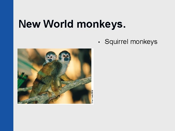 New World monkeys. • Squirrel monkeys 