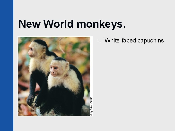 New World monkeys. • White-faced capuchins 