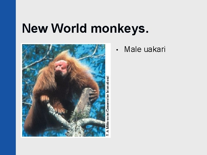 New World monkeys. • Male uakari 