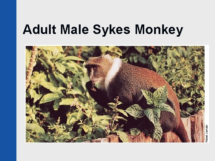 Adult Male Sykes Monkey 