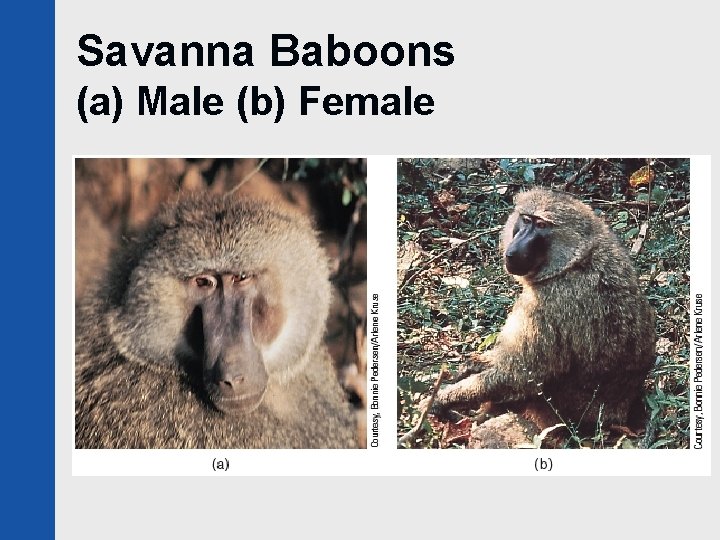 Savanna Baboons (a) Male (b) Female 