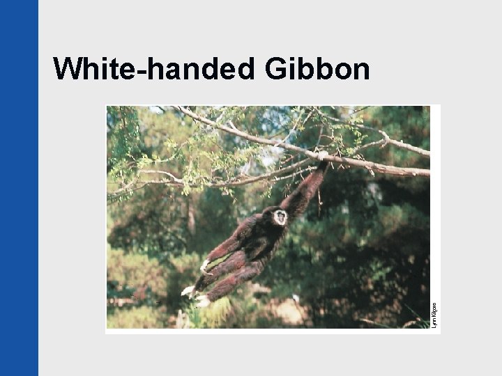 White-handed Gibbon 