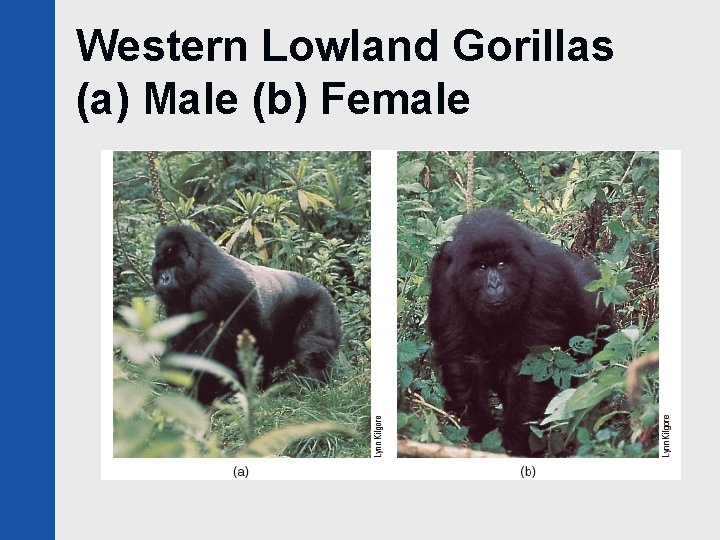 Western Lowland Gorillas (a) Male (b) Female 