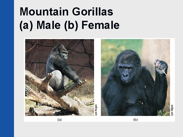 Mountain Gorillas (a) Male (b) Female 