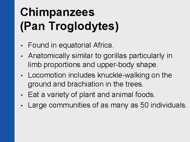 Chimpanzees (Pan Troglodytes) • • • Found in equatorial Africa. Anatomically similar to gorillas