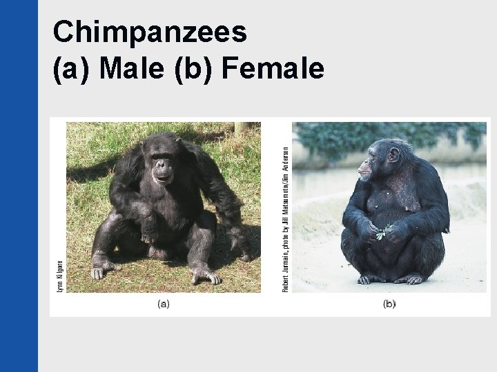 Chimpanzees (a) Male (b) Female 