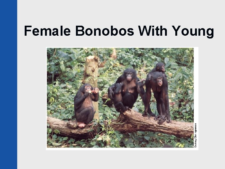 Female Bonobos With Young 