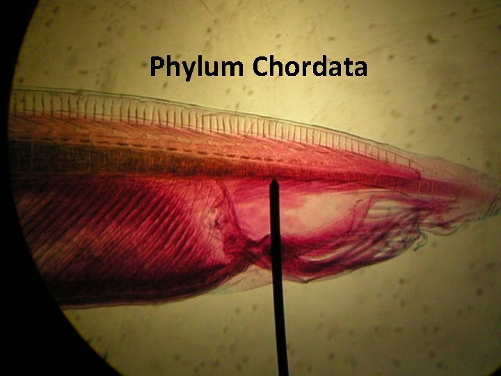 Phylum Chordata 