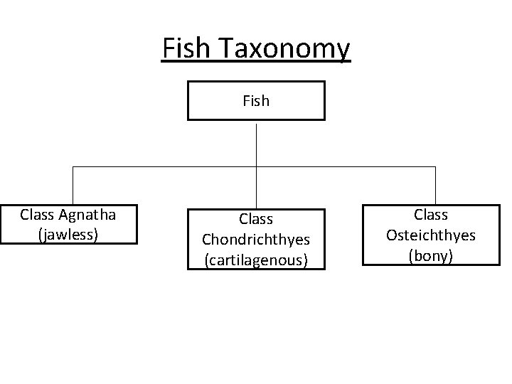 Fish Taxonomy Fish Class Agnatha (jawless) Class Chondrichthyes (cartilagenous) Class Osteichthyes (bony) 