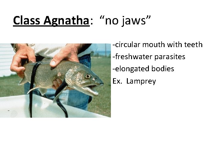 Class Agnatha: “no jaws” -circular mouth with teeth -freshwater parasites -elongated bodies Ex. Lamprey