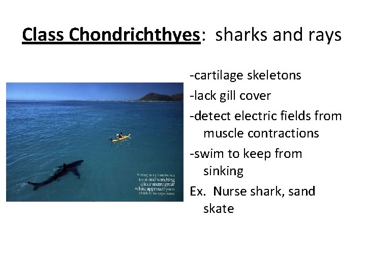 Class Chondrichthyes: sharks and rays -cartilage skeletons -lack gill cover -detect electric fields from