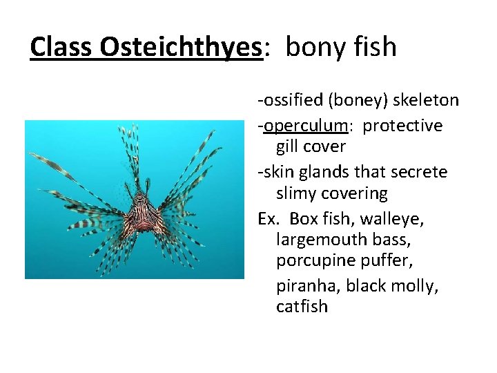Class Osteichthyes: bony fish -ossified (boney) skeleton -operculum: protective gill cover -skin glands that