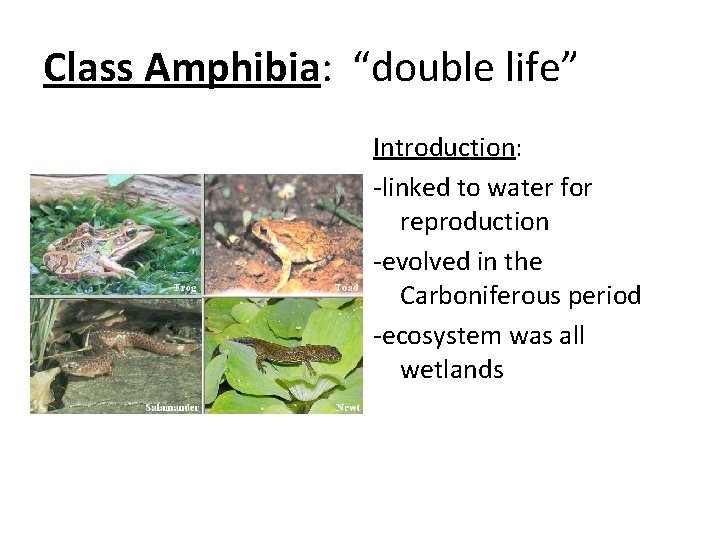 Class Amphibia: “double life” Introduction: -linked to water for reproduction -evolved in the Carboniferous