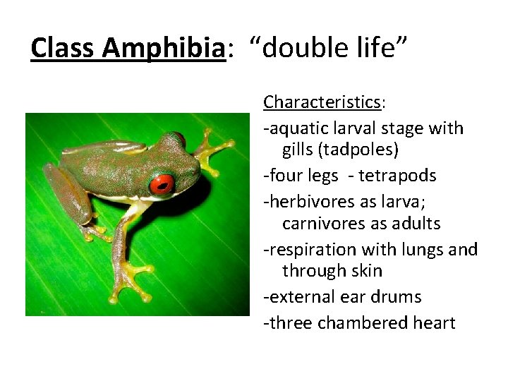 Class Amphibia: “double life” Characteristics: -aquatic larval stage with gills (tadpoles) -four legs -