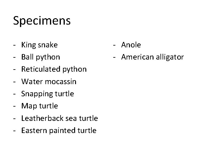 Specimens - King snake Ball python Reticulated python Water mocassin Snapping turtle Map turtle