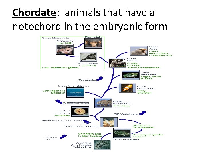 Chordate: animals that have a notochord in the embryonic form 