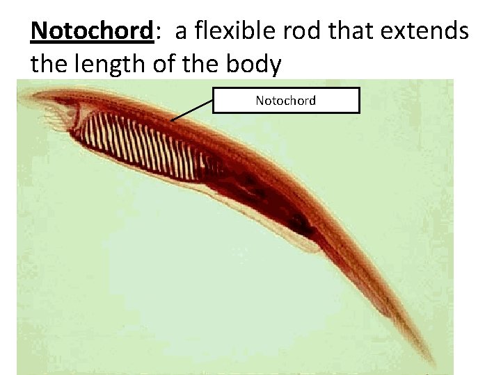 Notochord: a flexible rod that extends the length of the body Notochord 