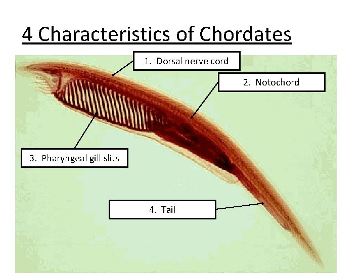 4 Characteristics of Chordates 1. Dorsal nerve cord 2. Notochord 3. Pharyngeal gill slits