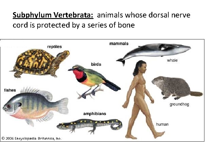 Subphylum Vertebrata: animals whose dorsal nerve cord is protected by a series of bone