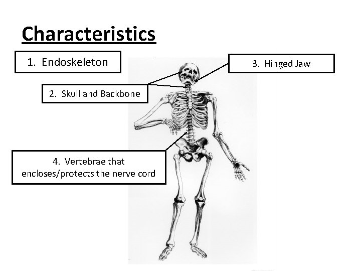Characteristics 1. Endoskeleton 2. Skull and Backbone 4. Vertebrae that encloses/protects the nerve cord