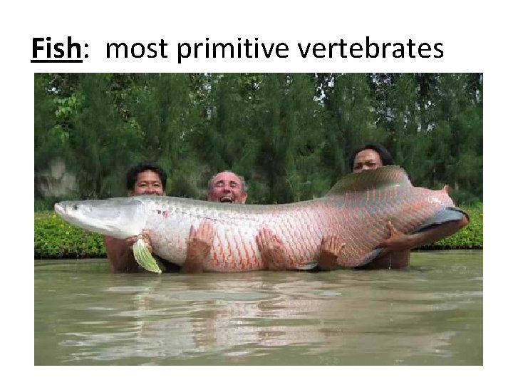Fish: most primitive vertebrates 