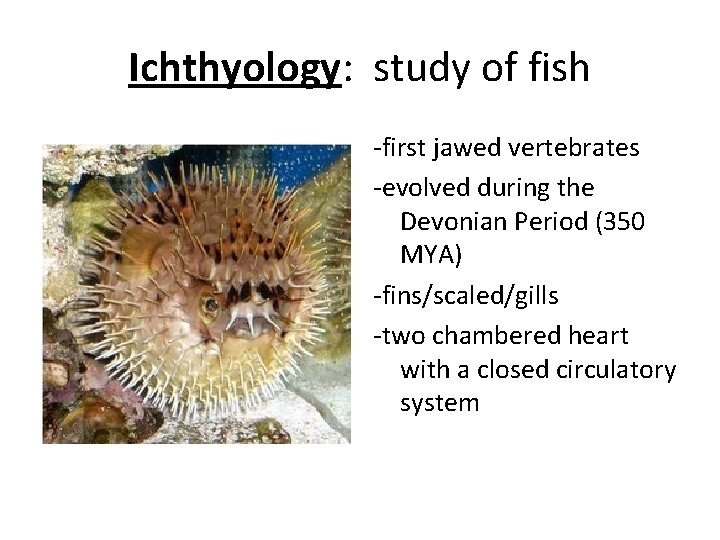 Ichthyology: study of fish -first jawed vertebrates -evolved during the Devonian Period (350 MYA)