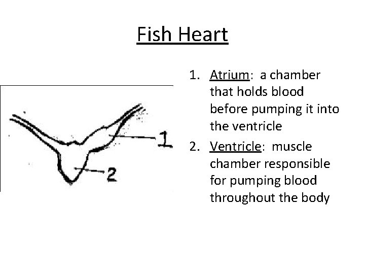 Fish Heart 1. Atrium: a chamber that holds blood before pumping it into the