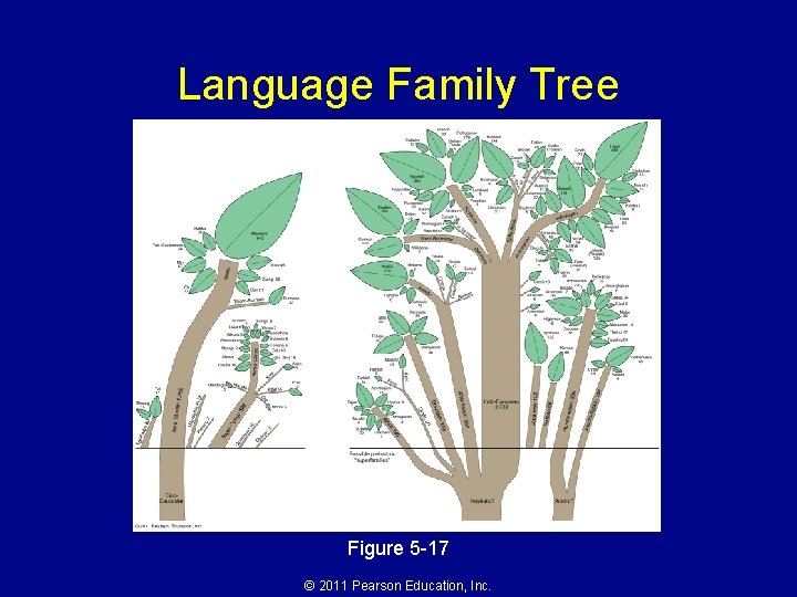 Language Family Tree Figure 5 -17 © 2011 Pearson Education, Inc. 