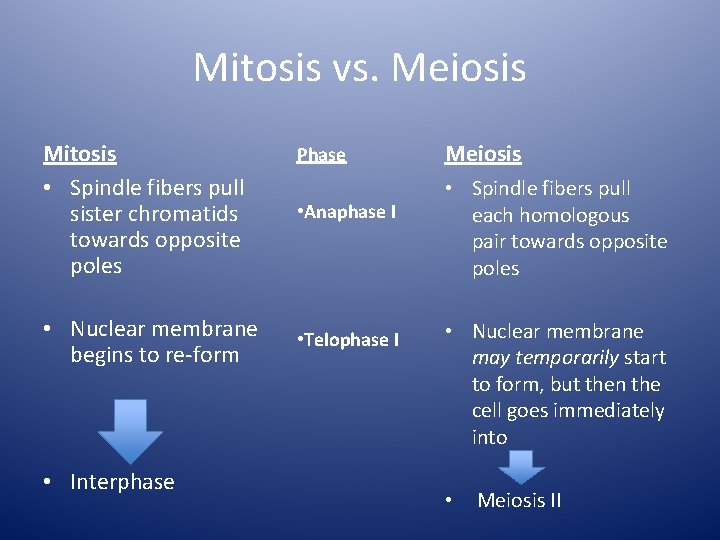 Mitosis vs. Meiosis Mitosis • Spindle fibers pull sister chromatids towards opposite poles •