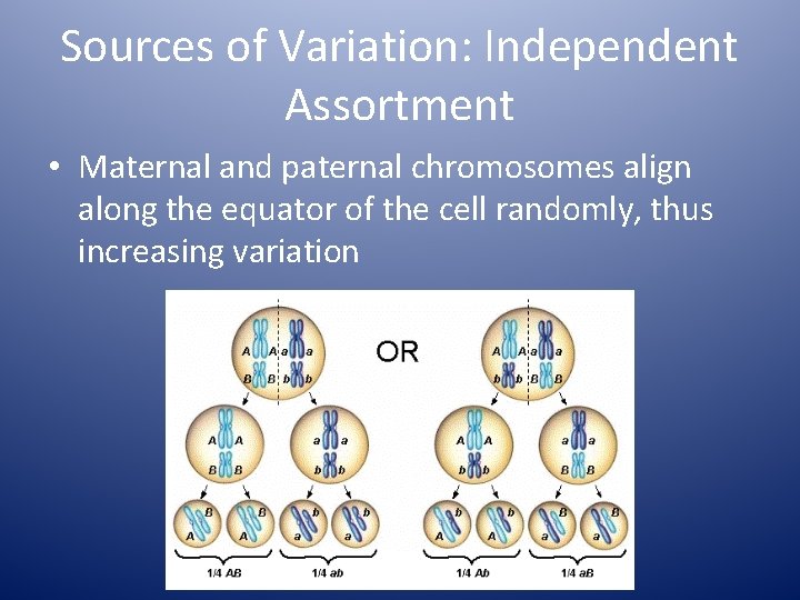 Sources of Variation: Independent Assortment • Maternal and paternal chromosomes align along the equator