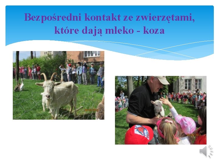 Bezpośredni kontakt ze zwierzętami, które dają mleko - koza 