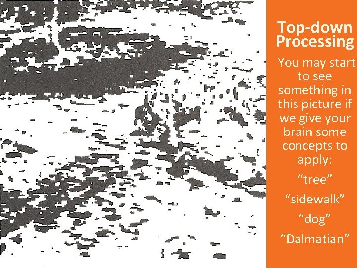 Top-down Processing You may start to see something in this picture if we give