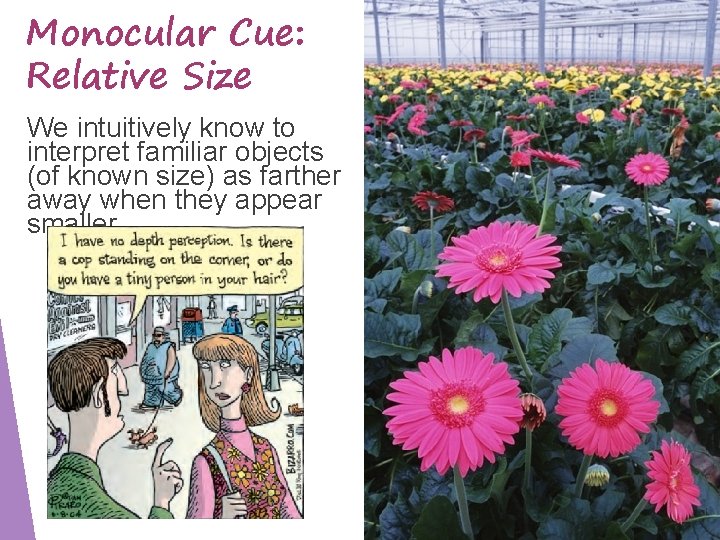 Monocular Cue: Relative Size We intuitively know to interpret familiar objects (of known size)
