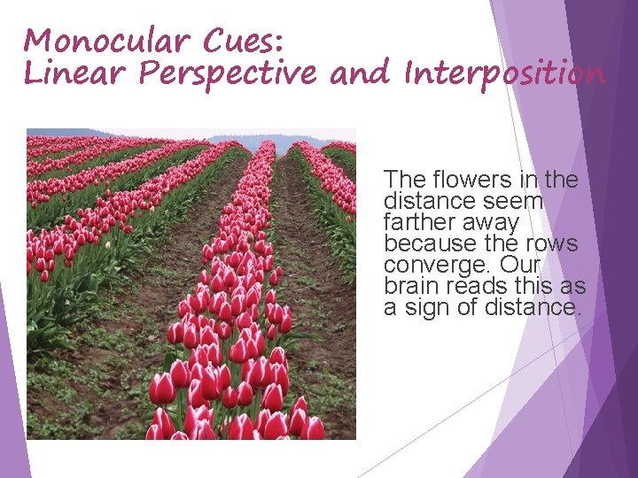 Monocular Cues: Linear Perspective and Interposition The flowers in the distance seem farther away