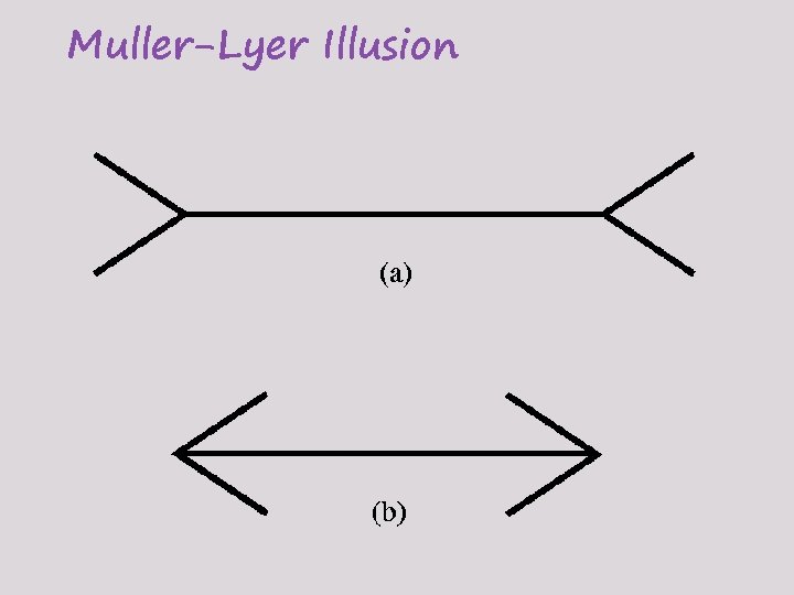 Muller-Lyer Illusion 